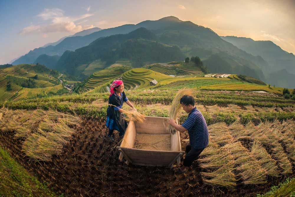 Mu Cang Chai 5