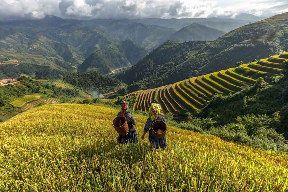 Mu Cang Chai 9