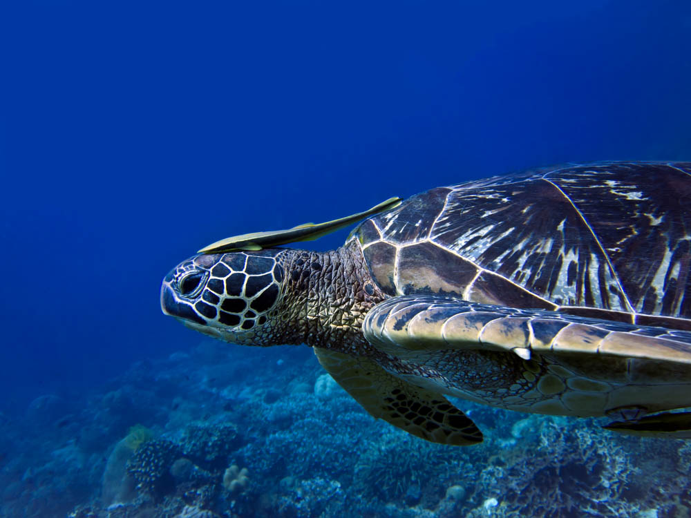 Apo Island 1