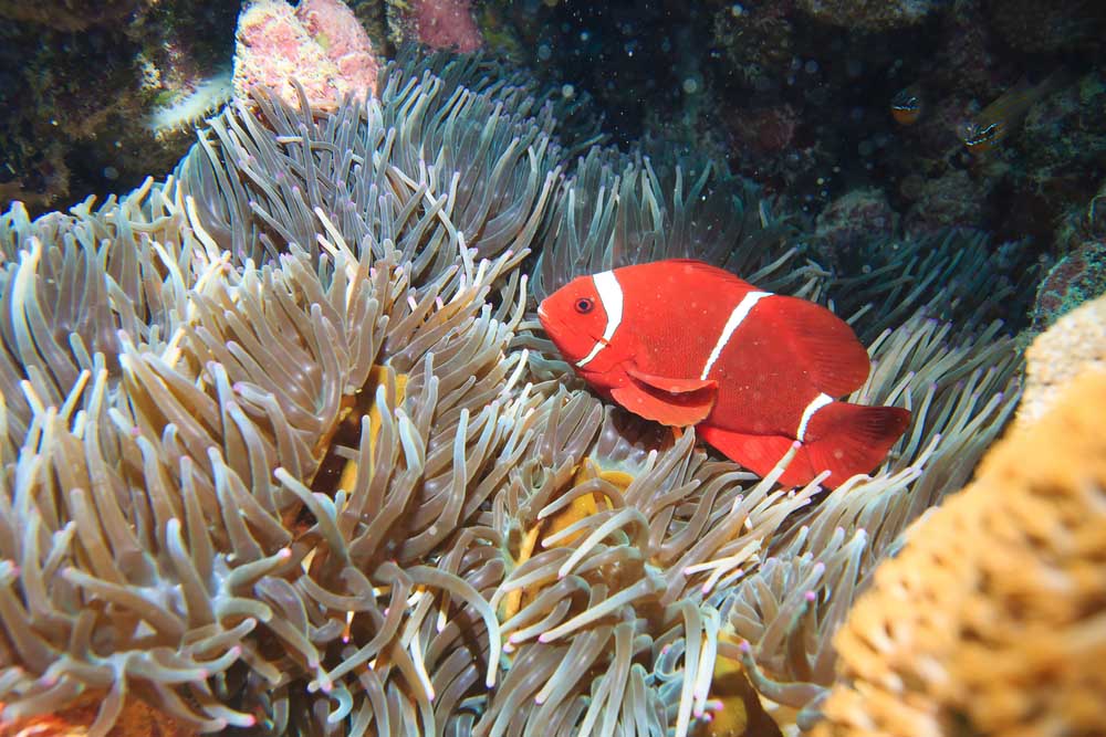 Koh Tao Duiken