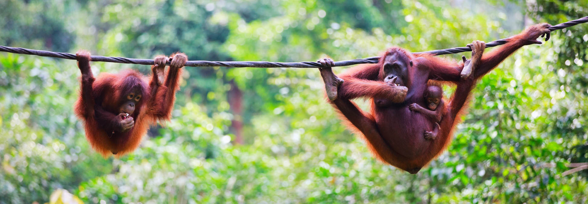 Orang-oetans Spotten op Borneo