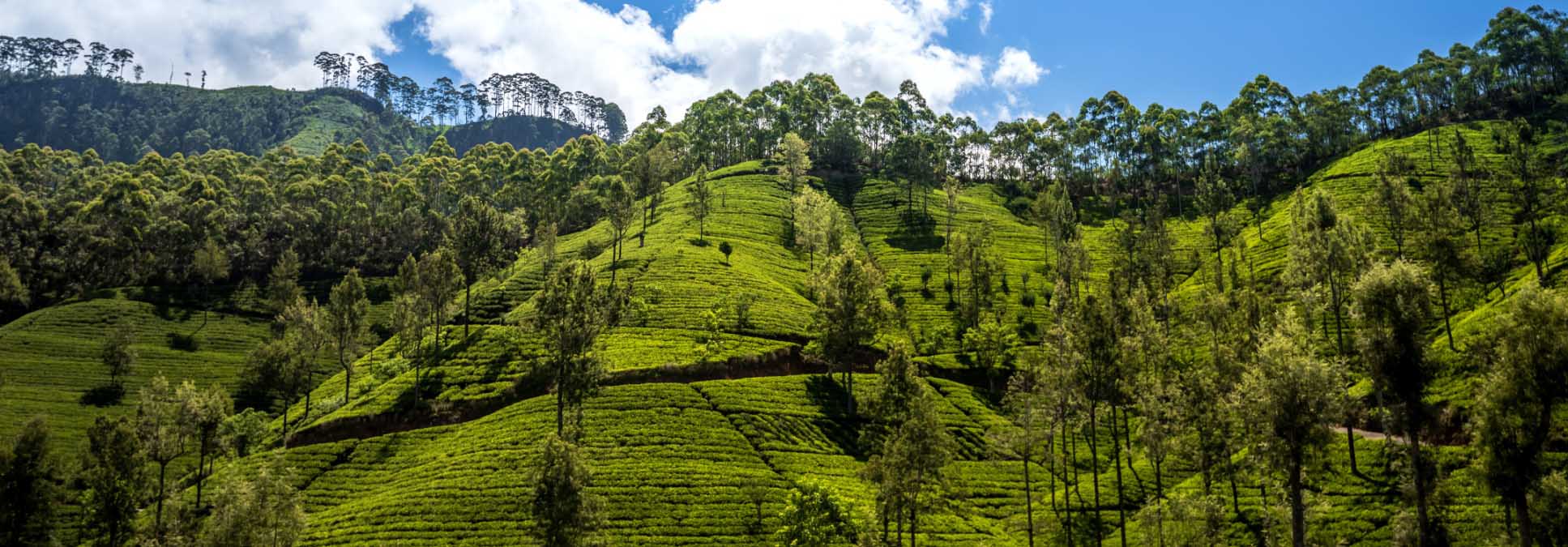 Rondreis Sri Lanka