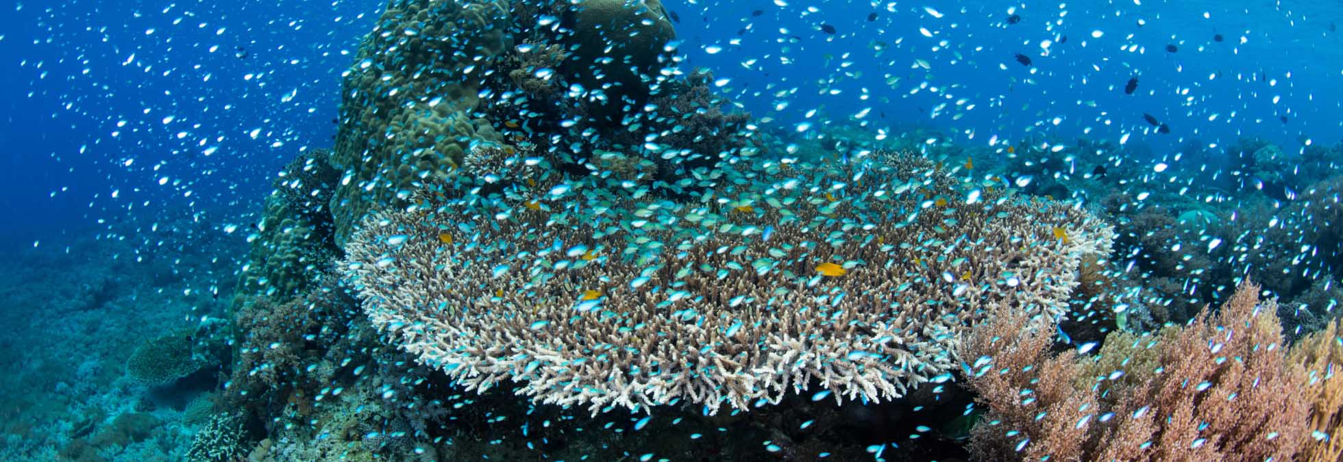 Duiken en snorkelen in Komodo National Park