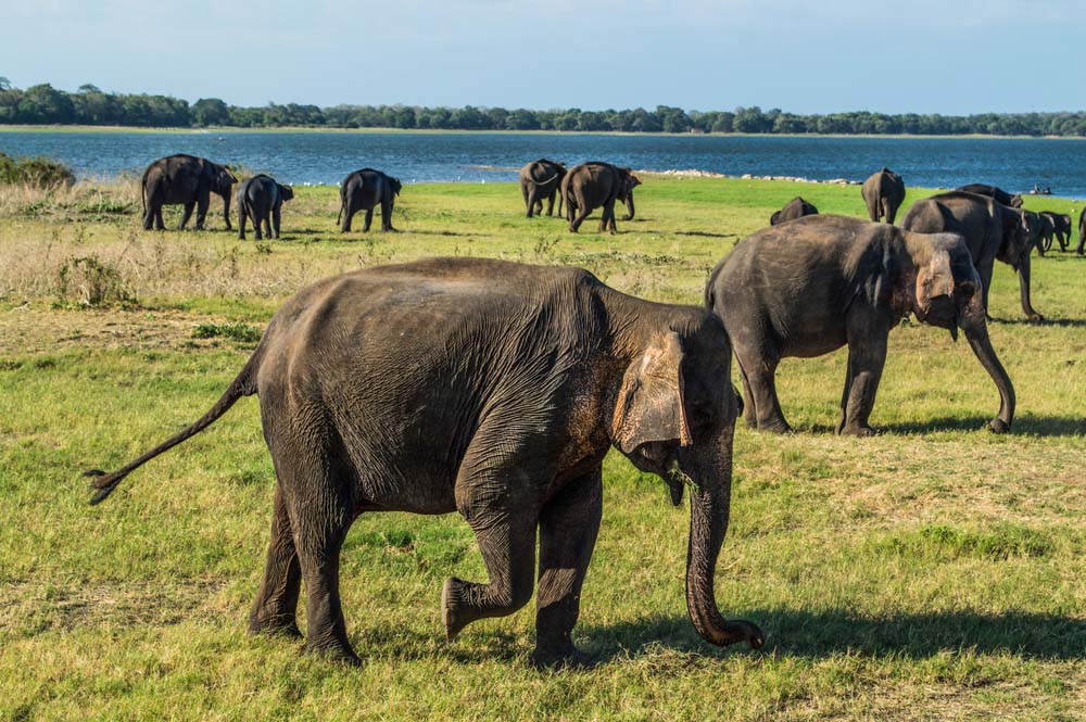 Minneriya National Park