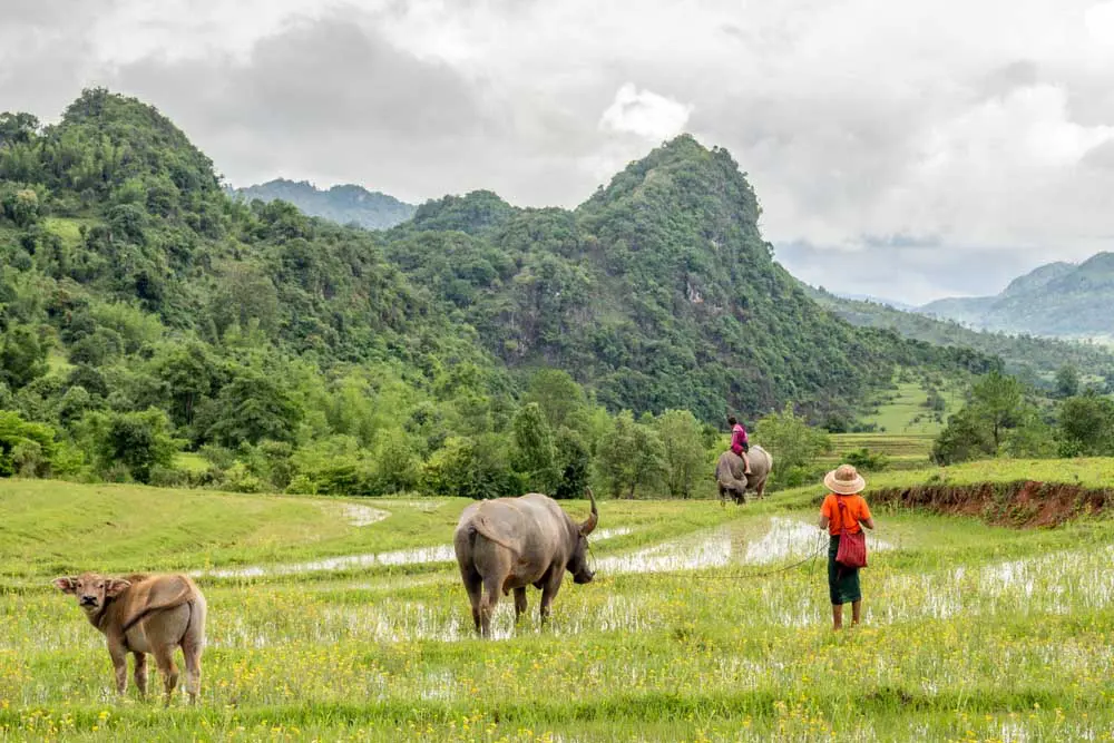 Kalaw