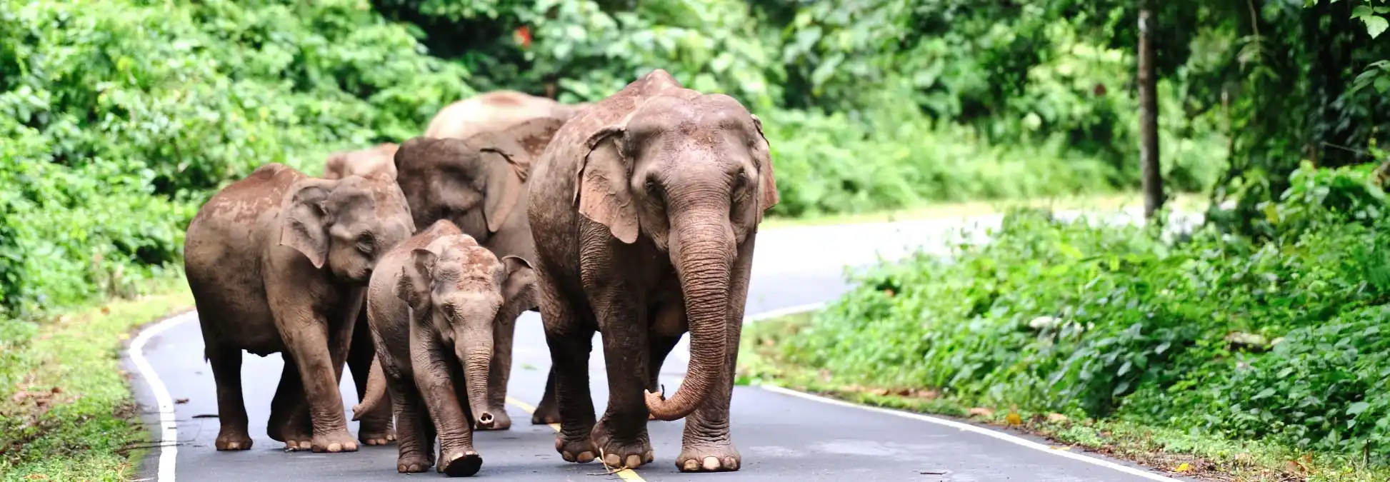 Khao Yai National Park