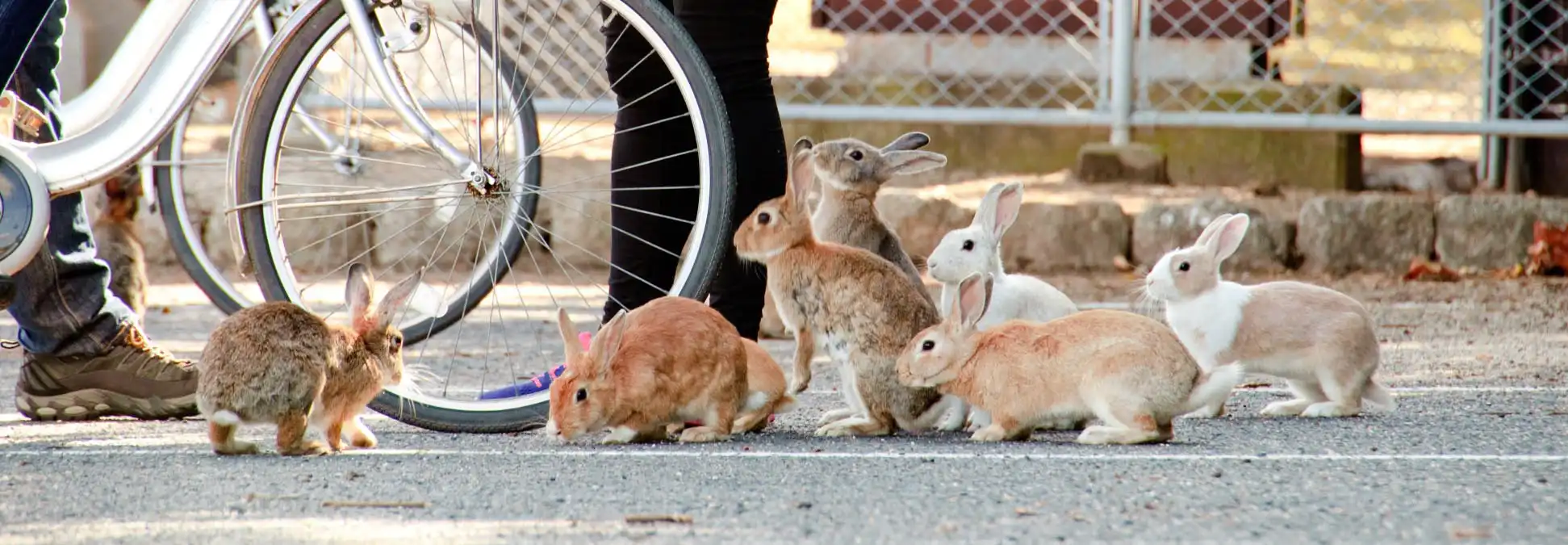 Okunoshima