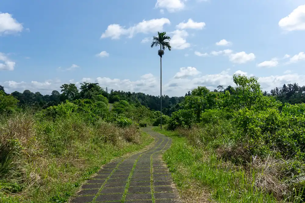 Campuhan Ridge Walk